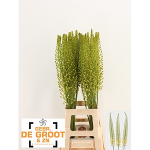 EREMURUS SH YELL SUN