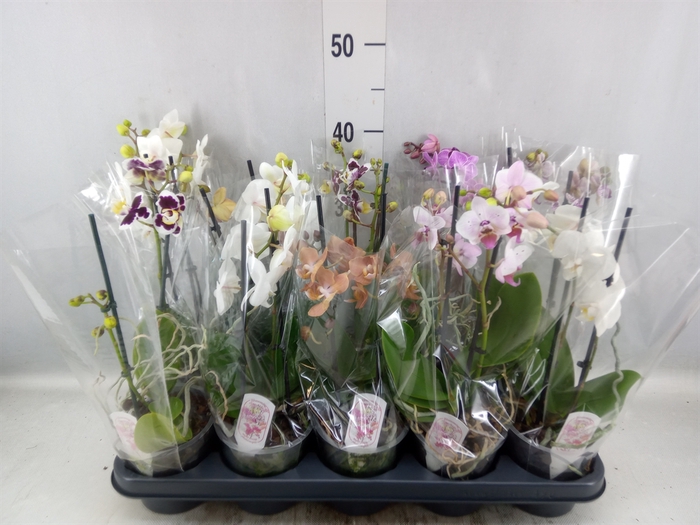 <h4>Phalaenopsis multi.   ...mix  4</h4>