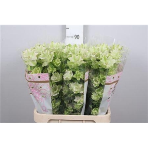 Camp M Evergreen Pink Blush