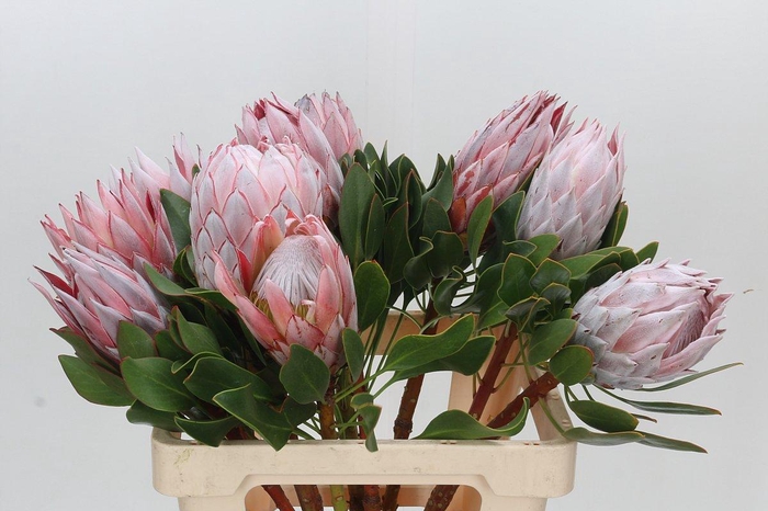 <h4>Protea Cynaroides</h4>