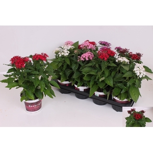 PENTAS BEEBRIGHT GEM