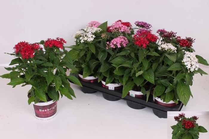 <h4>PENTAS BEEBRIGHT GEM</h4>