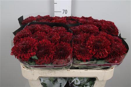 <h4>Chr G Parker Red</h4>