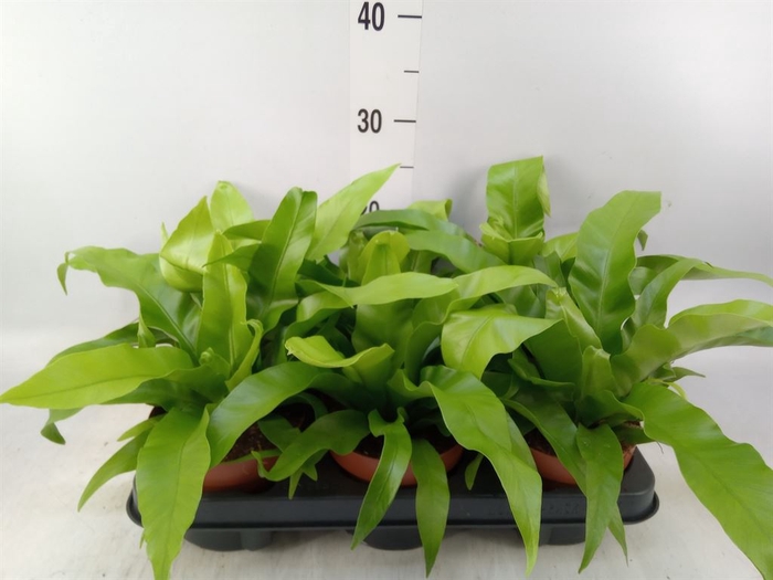 <h4>Asplenium antiquum</h4>