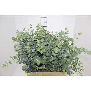 FOLHAGEM EUCAFLOR 080 CM