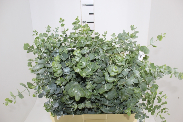 FOLHAGEM EUCAFLOR 080 CM