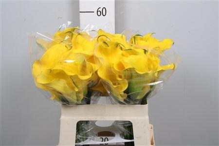 <h4>Zant Capt Solo</h4>