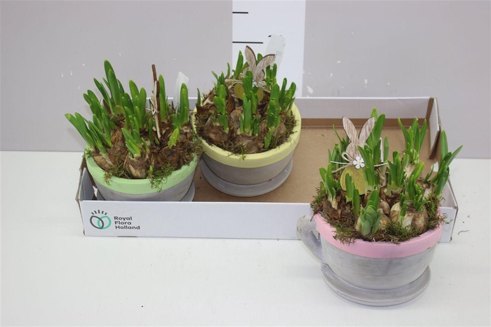 <h4>Arr Narcissus In Kop En Schotel</h4>