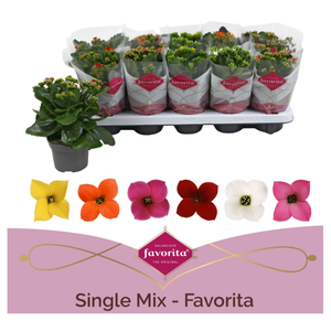 Kalanchoe luciae