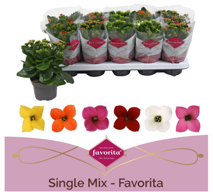 <h4>Kalanchoe luciae</h4>