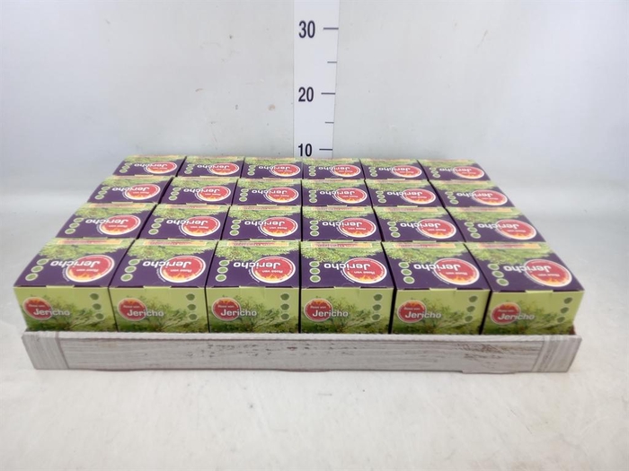 <h4>Selaginella lepidophylla</h4>