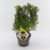 Ilex crenata 'Dark Green' bush 30-40cm