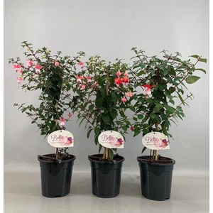 Fuchsia Overig stam