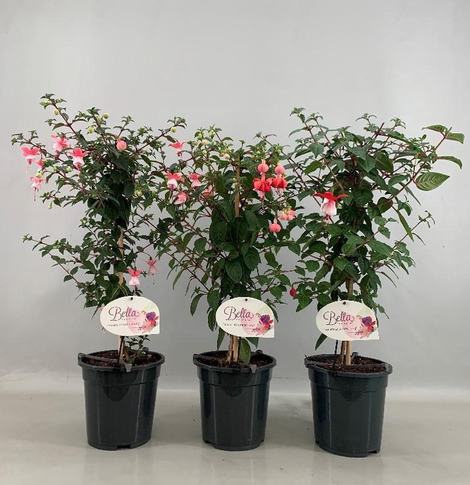 Fuchsia Overig stam