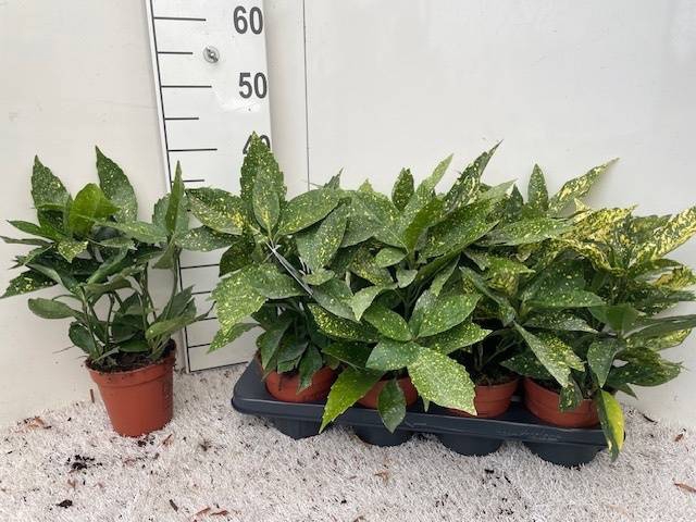 <h4>AUCUBA J VARIEGATA</h4>