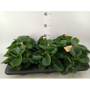 Peperomia obt. 'Red Canyon'