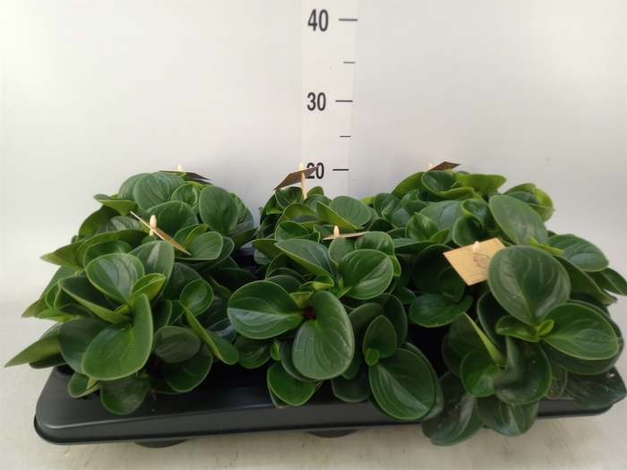 <h4>Peperomia obt. 'Red Canyon'</h4>