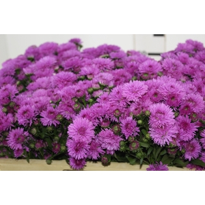 ASTER DOBRADO PINK 060 CM
