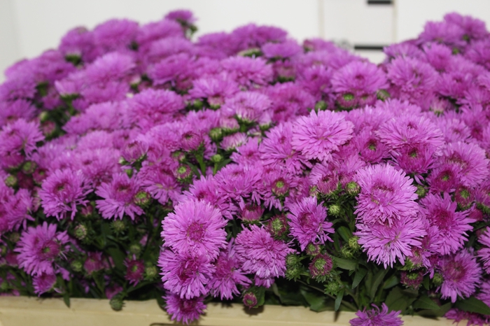 <h4>ASTER DOBRADO PINK 060 CM</h4>