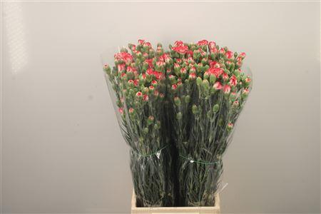 <h4>Di Tr Minuetto</h4>