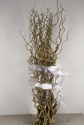 Corylus (1-jarig)