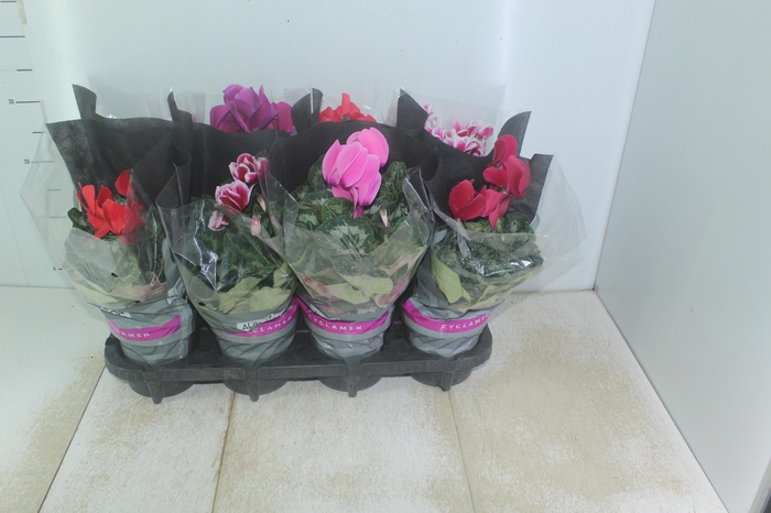 <h4>CYCLAMEN P14</h4>