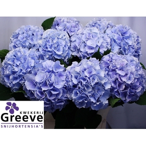 Hydr Verena Blue Greeve