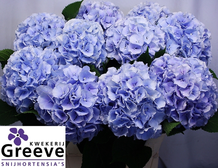 <h4>Hydr Verena Blue Greeve</h4>