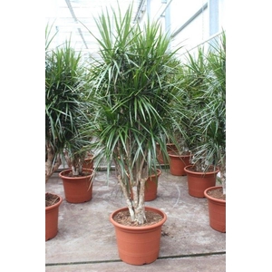 Dracaena marginata