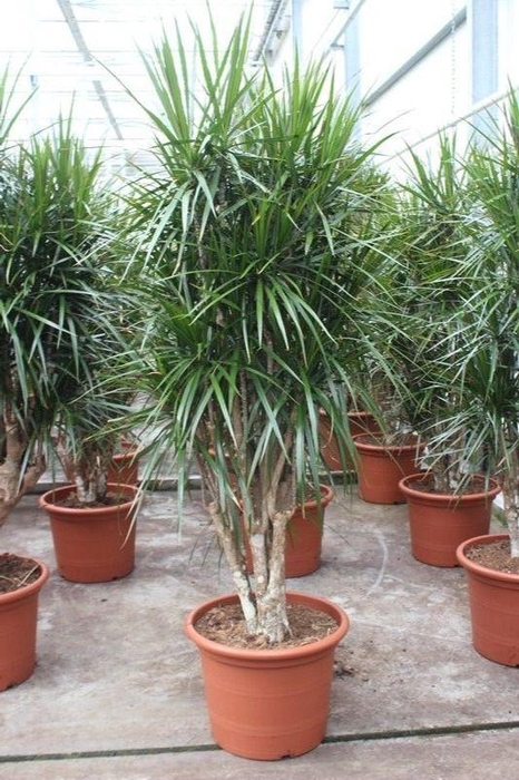 <h4>Dracaena marginata</h4>