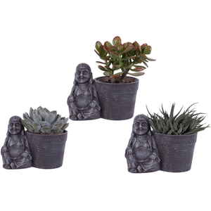 Succulenten mix Ø12cm in Ceramic Sitting Buddha Ø21cm