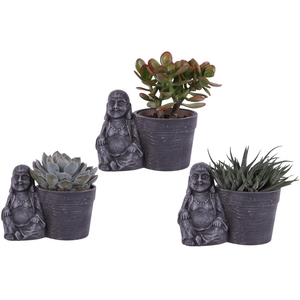 Succulenten mix Ø12cm in Ceramic Sitting Buddha Ø21cm
