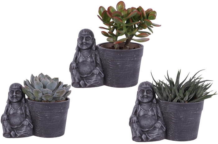 <h4>Succulenten mix Ø12cm in Ceramic Sitting Buddha Ø21cm</h4>
