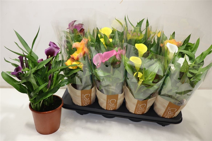 <h4>arr8 Zant Gem</h4>