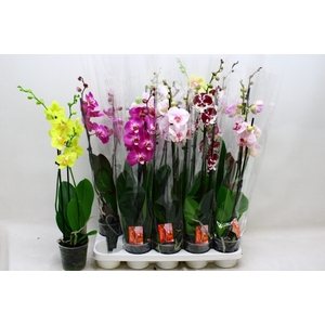 PHAL GEM 7 KL