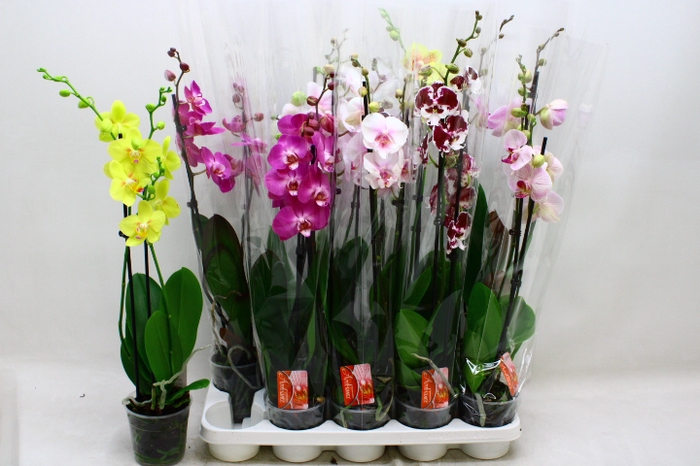 <h4>PHAL GEM 7 KL</h4>