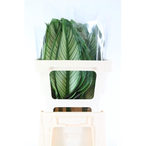 Calathea White Star