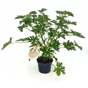 PELARGONIUM GRAVEOLENS p12