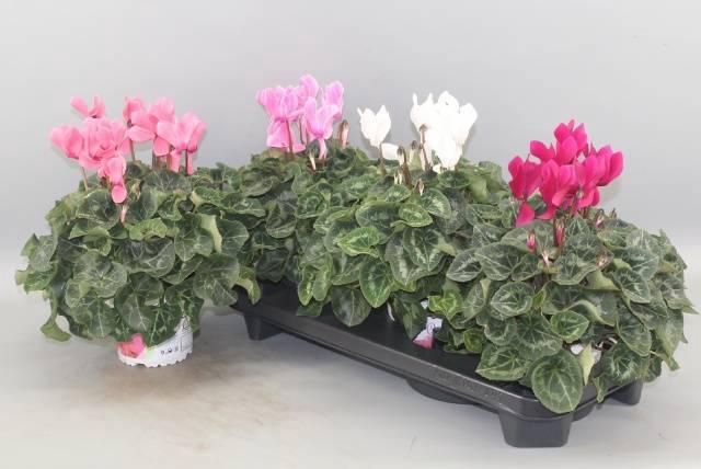 <h4>CYCL GR SUP XL</h4>