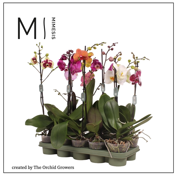 <h4>Mimesis Phal. Mix - 1 spike 12cm</h4>