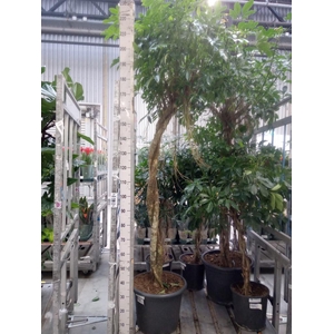 Schefflera arbor. 'Compacta'