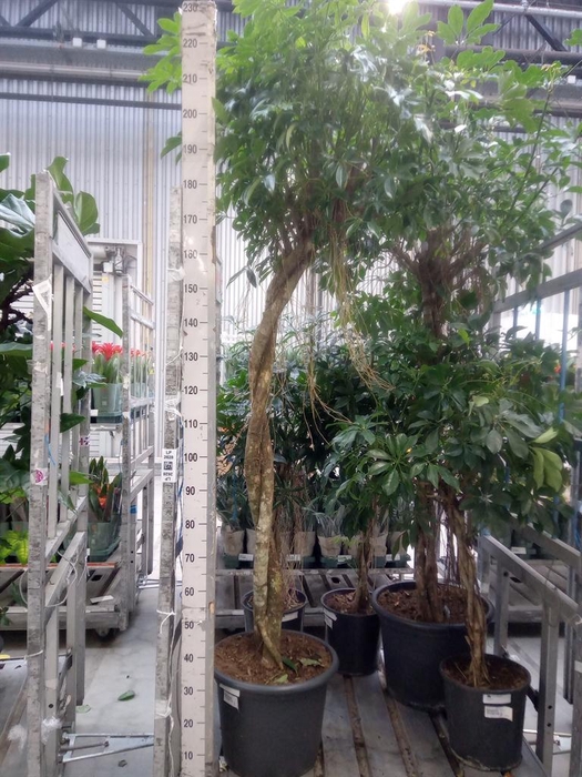 <h4>Schefflera arbor. 'Compacta'</h4>