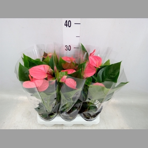 Anthurium andr. 'Sweet Dream'