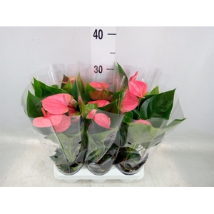 Anthurium andr. 'Sweet Dream'