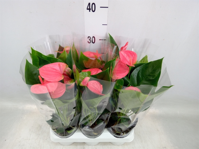 <h4>Anthurium andr. 'Sweet Dream'</h4>