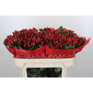 Hypericum True Romance