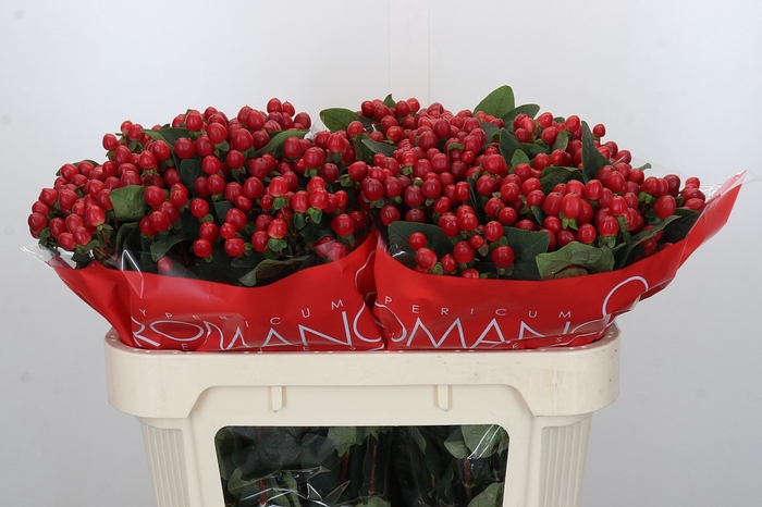 <h4>Hypericum True Romance</h4>