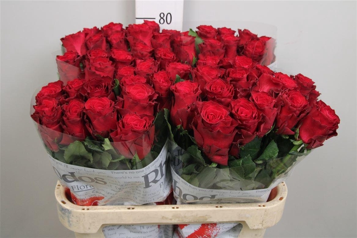 <h4>R Gr Rhodos</h4>