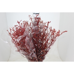 FLOR DEDO DE ANJO DESIDRATADO