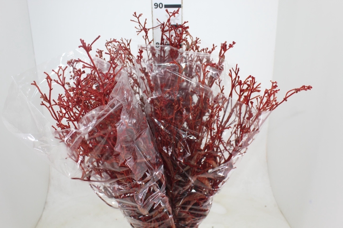 <h4>FLOR DEDO DE ANJO DESIDRATADO</h4>